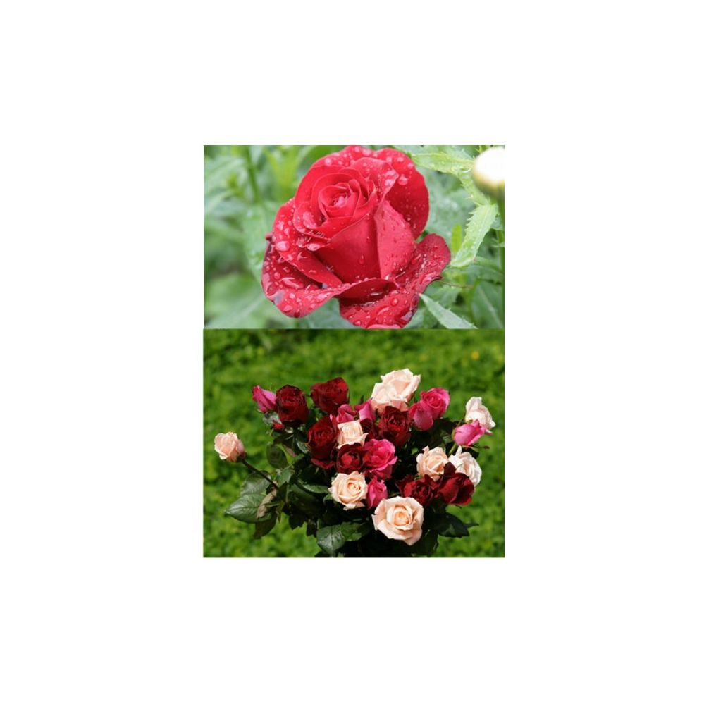 20 Wholesale 3d Picture 9604--Roses