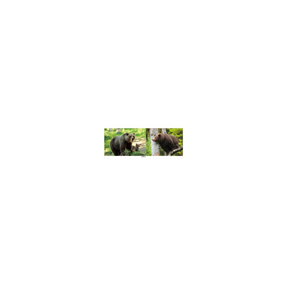 100 Wholesale 3d Picture 9619--Brown Bears