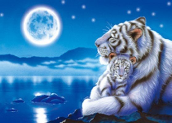 50 Pieces 3d Picture 9707--White Tiger And Baby With Moon - Wall Decor