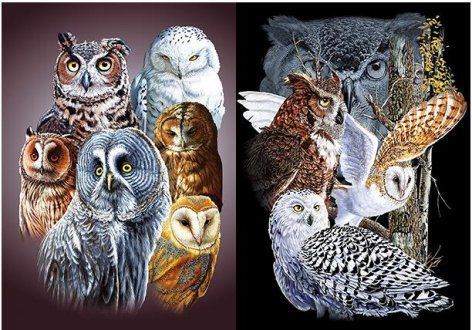 50 Pieces 3d Picture 9717--Owls - Wall Decor