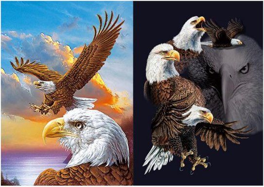50 Pieces 3d Picture 9719--Eagles - Wall Decor