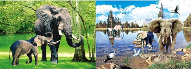 50 Pieces 3d Picture 9721--Elephant Family - Wall Decor
