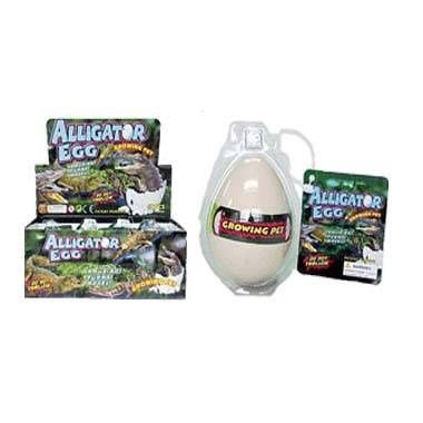 48 Wholesale Grow Alligator Hatching Egg