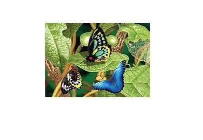 20 Pieces 3d Picture 9774--Butterflies On Leaves - Wall Decor