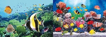 40 Wholesale 3d Picture Tropical Fish With Coral