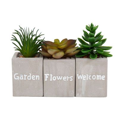 24 pieces of Succulents 3ast W/cement Base Upc Lbl/base Size 1.65 X 2.13in White Case Cut Carton Display