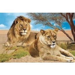 20 Pieces 3d PicturE-Lion & Lioness - Wall Decor