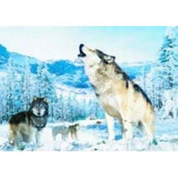 20 Wholesale 3d PicturE-Howling Wolf