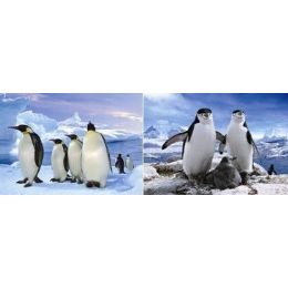 50 Wholesale 3d PicturE-Penguins