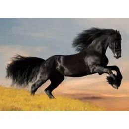 50 Wholesale 3d Picture 66--Black Stallion