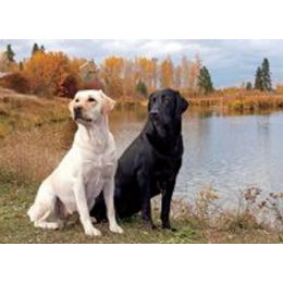 20 Wholesale 3d Picture 9600--Black & Yellow Labs