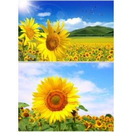 20 Wholesale 3d Picture 9603--Sunflowers