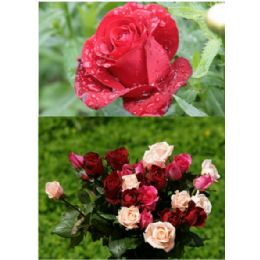 20 Wholesale 3d Picture 9604--Roses