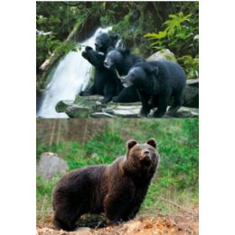 20 Wholesale 3d Picture 9612--3 Black Bears/bear