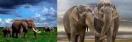 50 Wholesale 3d Picture Elephants Holding Trunks