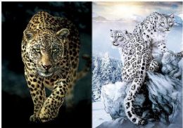 50 Wholesale 3d Picture 9716--Cheetah/snowy Leopards