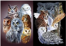 50 Wholesale 3d Picture 9717--Owls