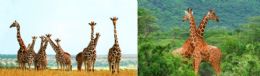 100 Wholesale 3d Picture 9627--Giraffe Herd/double Giraffe Approx Size: 13.5"x9.75"