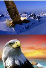 20 Wholesale 3d Picture 9609--Flying Eagle/eagle Head