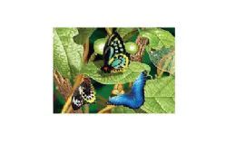 20 Wholesale 3d Picture 9774--Butterflies On Leaves