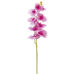 24 Wholesale Orchid In Pink