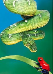 40 Pieces 3d Picture Green Snake With Red Frog - Home Decor