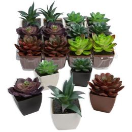 24 Wholesale Succulent Mini In Plst Pot 2-3in6ast In 12pc Pvc Tray Display Upc Label