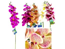 48 Wholesale Orchid 9 Flower Bouquet