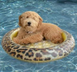 6 Pieces Leopard Pet Float - Small To Medium Dogs Up To 30 Lbs. - Inflatables