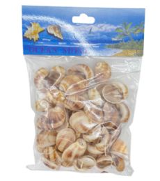 24 of Sea Shell 100 Gram