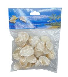 24 of Sea Shell 100 Gram