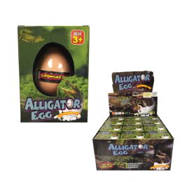 12 pieces Grow Alligator Egg - Animal & Reptiles