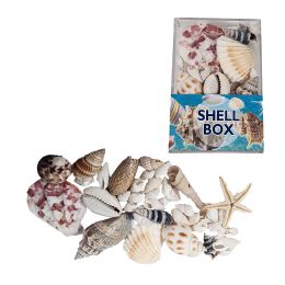 18 pieces Shells In A Box - Rocks, Stones & Sand