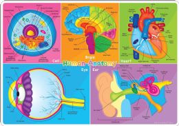24 Pieces Smart Poly Learning Mat 12"x17", DoublE-Sided, Human Body Systems & Anatomy - School and Office Supply Gear