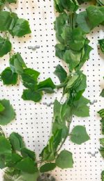 6 of Plastic Imitation Green Leaf Vine 12pc Pack