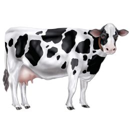 12 Wholesale Jointed Cow